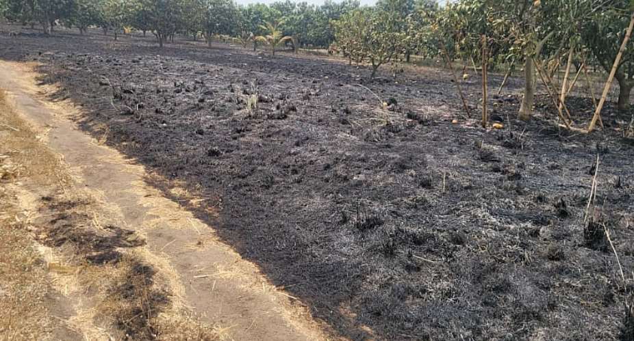 ER: Fire destroys 12-acre mango farm in Somanya