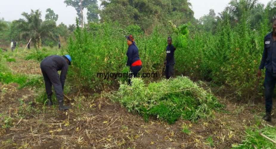 Volta police discover cannabis cultivation hub
