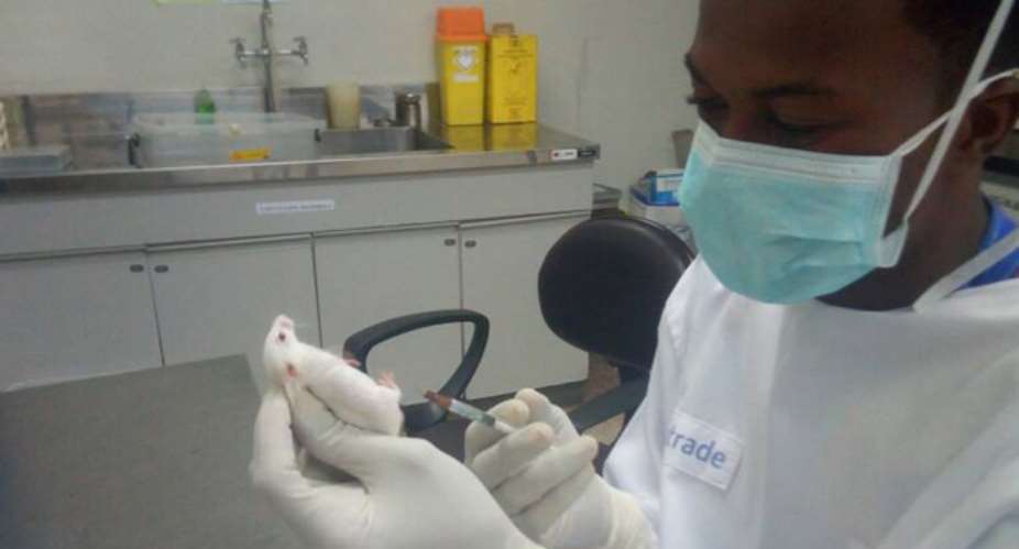A young veterinary doctor engaged in his work