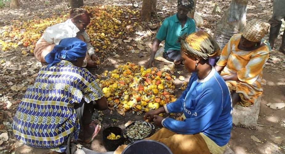 Bono Region: Close to 900,000 metric tonnes of cashew go waste — Regional Minister