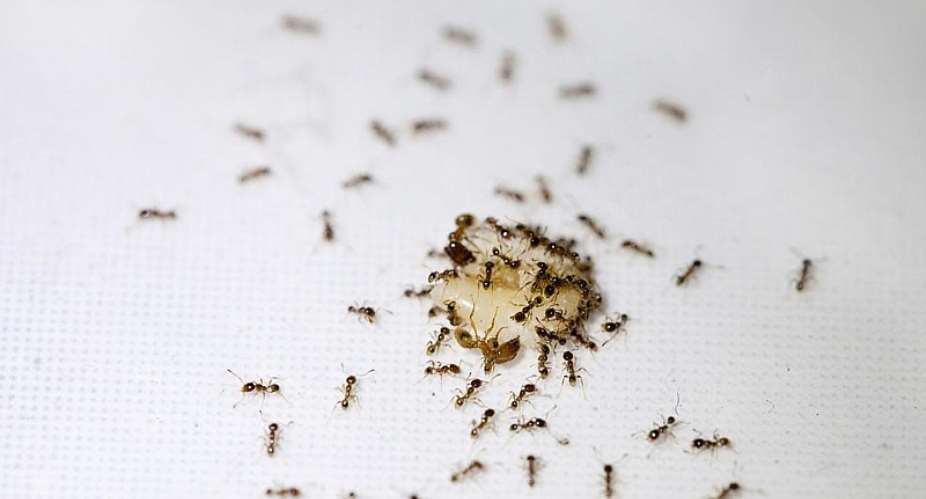 10 Lessons Ants Taught Me About Marriage