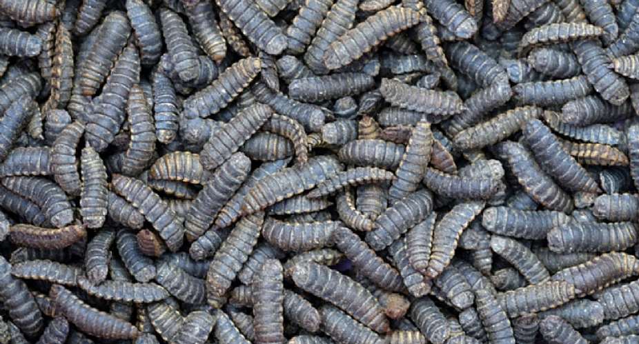 Black Soldier Fly: A Game Changer for Sustainable Agriculture in Ghana