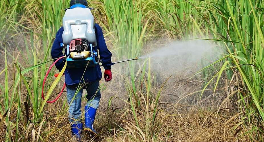 Ghanaians at risk? Studies show a link between cancer and herbicide use in agriculture