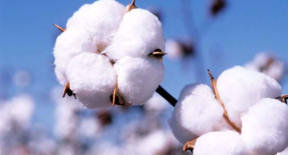 GMO Cotton Problems Won't Recur In Africa