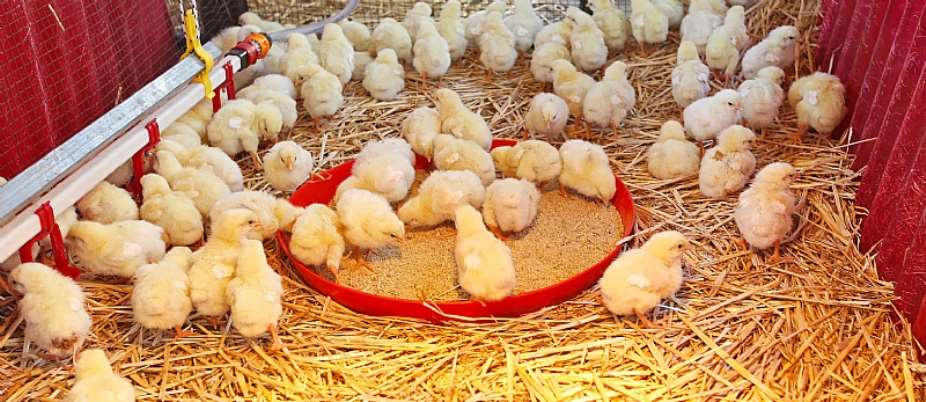 SONA25: Our ‘nkoko nkitinkiti’ project will reduce the $300 million we spend on importing chicken annually – Mahama