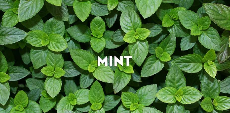 Mint LeavesNunum