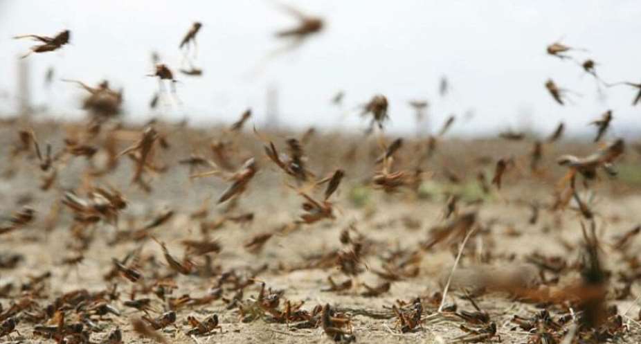 Desert Locust invade Ethiopia Courtesy TESFANEWS