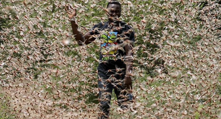 A man runs through a desert locust swarm in Kitui County, Kenya. - Source: DAI KUROKAWAEPA