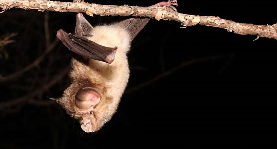 Viral sequences related to known human coronavirus outbreaks have been identified in horsehoe bats. - Source: Dr. Low de Vries