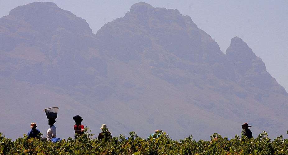 Workers harvest grapes on a wine estate in Stellenbosch outside of Cape Town. - Source: Anna ZieminskiAFP via Getty Images