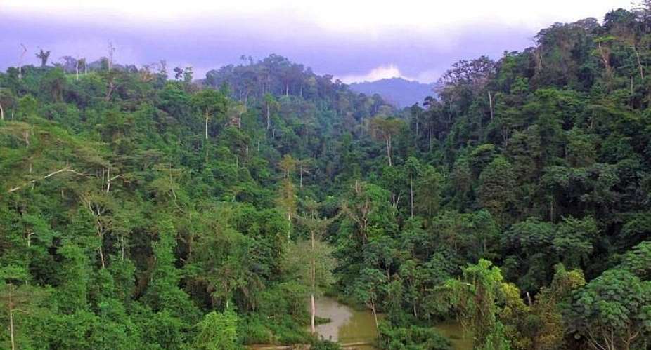 Suspending mining in forest reserves a good move—Timber Association hails minister