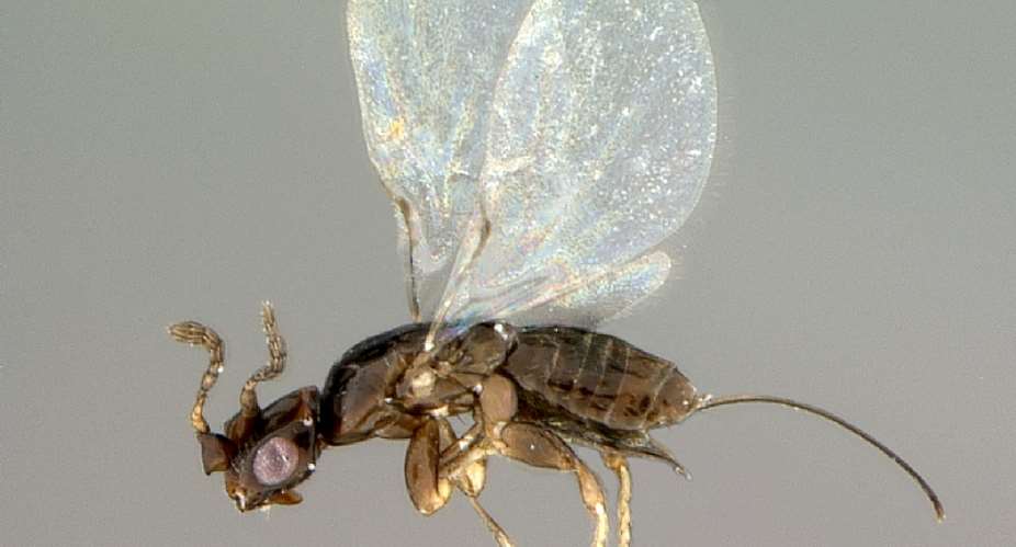 A female pollinating wasp, _Platyscapa awekei_, which pollinates the Wonderboom fig, a famous fig tree in South Africa. - Source: Simon van Noort