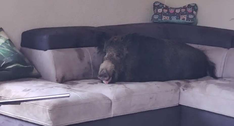 A wild boar has made itself comfortable on a living room couch