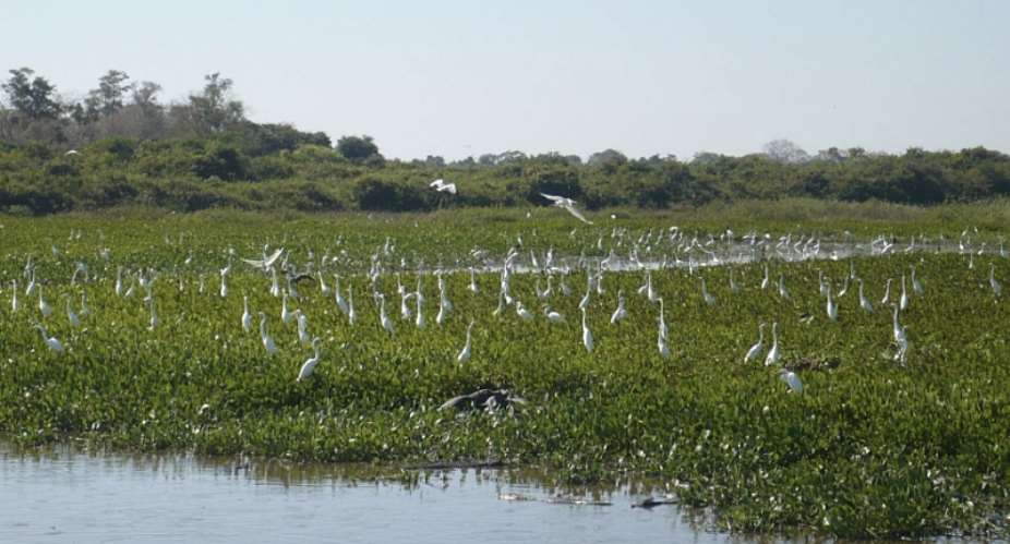 Wetlands are disappearing three times faster than forests – Forestry Commissionexpresses worry