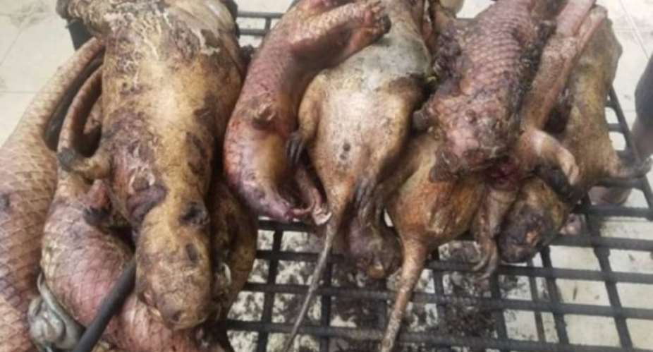 Ghana likely to experience scarcity of bush meat — GNFS