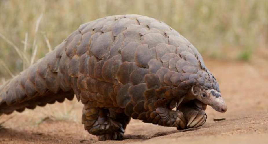 Pangolins need strong protection in Ghana
