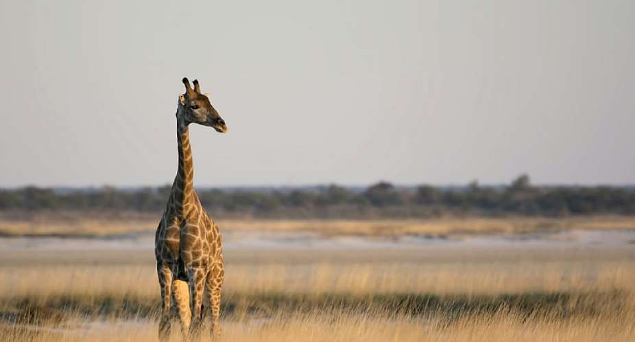 Girafe du Sud. - Source:  Billy Dodson et Giraffe Conservation Foundation, avec l’aimable autorisation de l’auteur (rutilisation interdite)