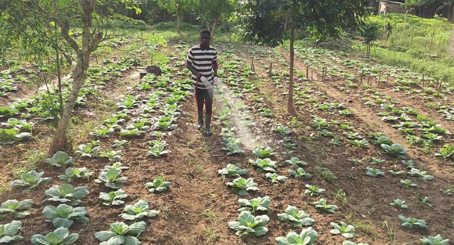 Heres How The Youth Can Turn Ghanas Fortune Through Agriculture