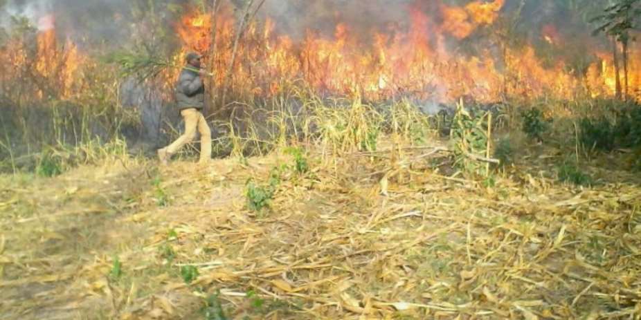 Bono: 200-acre Of Mango Plantation Destroyed By Fire At Tainso