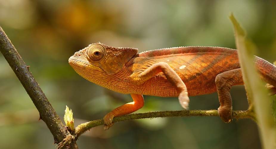 Parsons chameleon, Calumma parsonii, in Andasibe - Analamazaotra National Park, Madagascar - Source: ArtushShutterstock