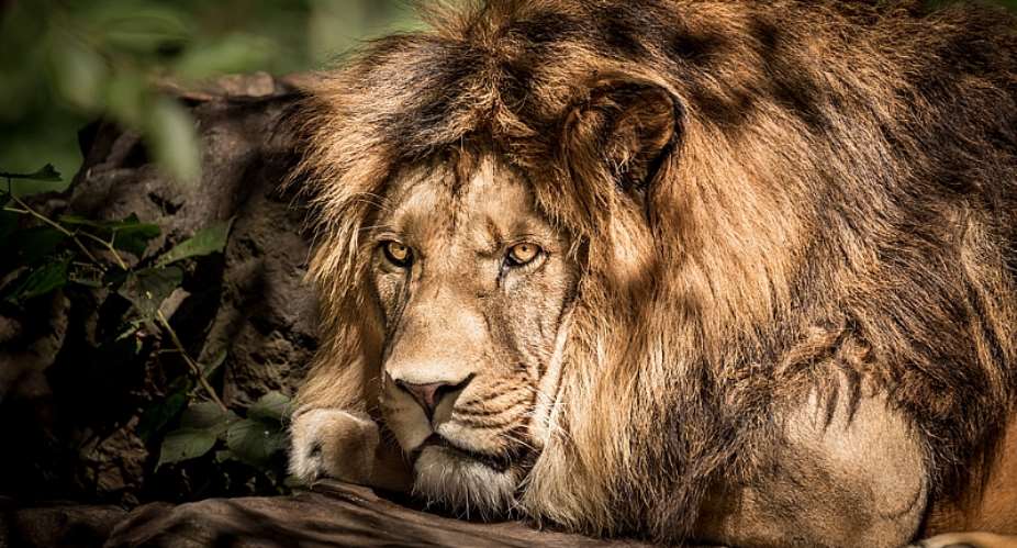 As the pandemic winds down, continual surveillance of wild animals is vital to ensure that it doesn’t switch to another sphere of life. - Source: Kamil Martinovsky/ shutterstock