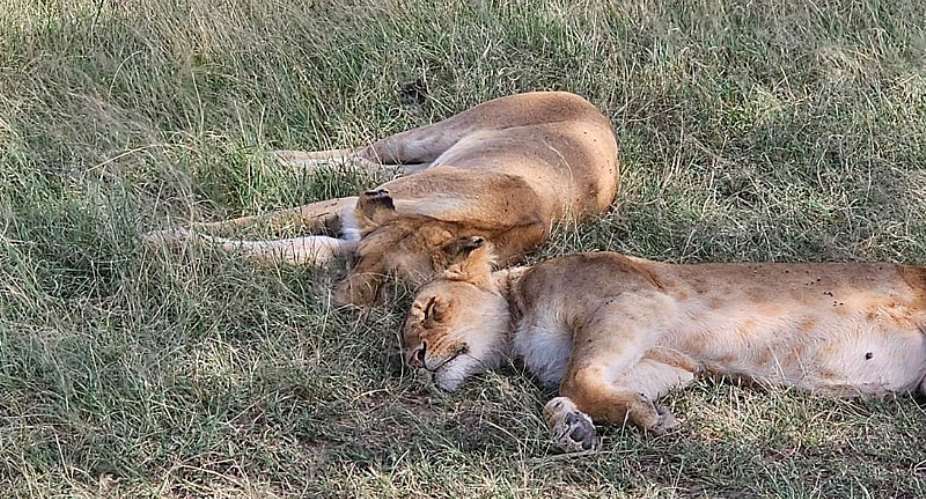 From Ghana to Kenya: The Best African Safari Destinations