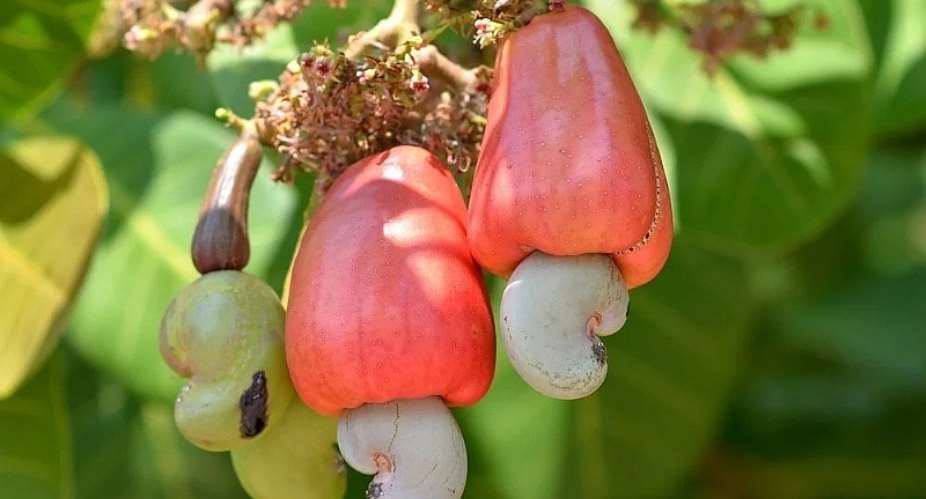 5,100 Cashew Farmers To Be Supported By EU Grant—ADRA