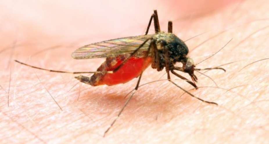 Malaria: the ordeal of Vicente Azumah