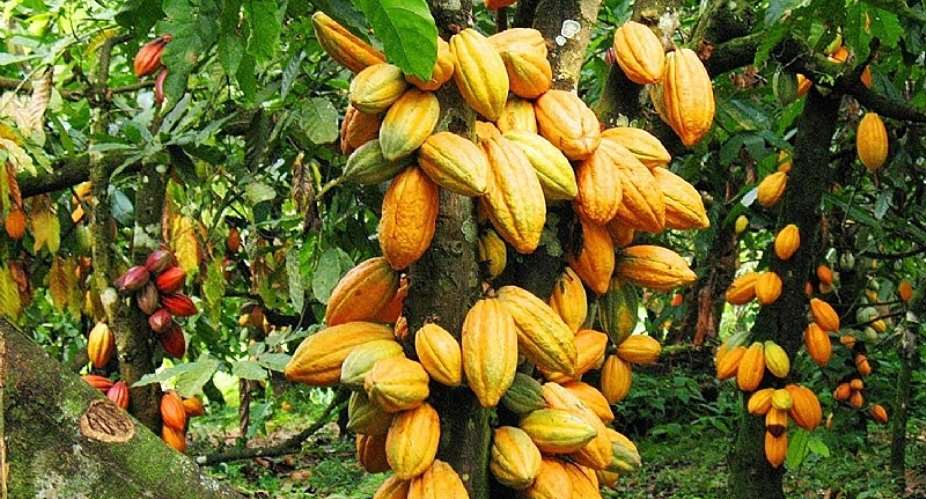 Graduates And Diploma Certificates Holders Must Take Over Cocoa Growing And Management Operations In Ghana