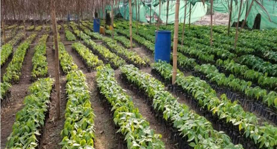 Tarkwa-Nsuaem Assembly Supports 1D, 1F With 1 Million Cocoa seedlings