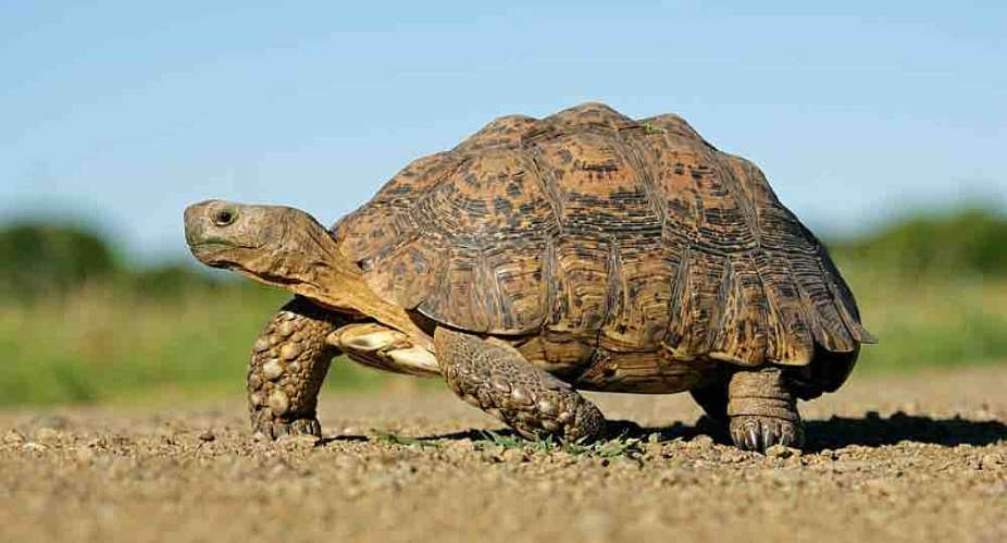 The Tortoise And The Politician: A Tale Of Cunning, Greed, And The Never-Ending Stomach