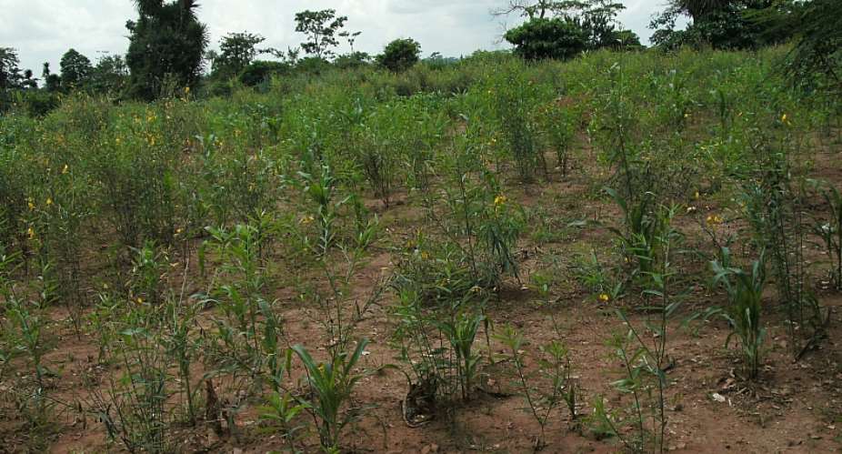 Scientists to detail progress and challenges regarding global cassava threats