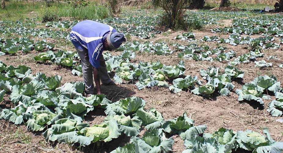 Strengthening Resilience Of Rural Women Through Dry Season Farming In Ghana