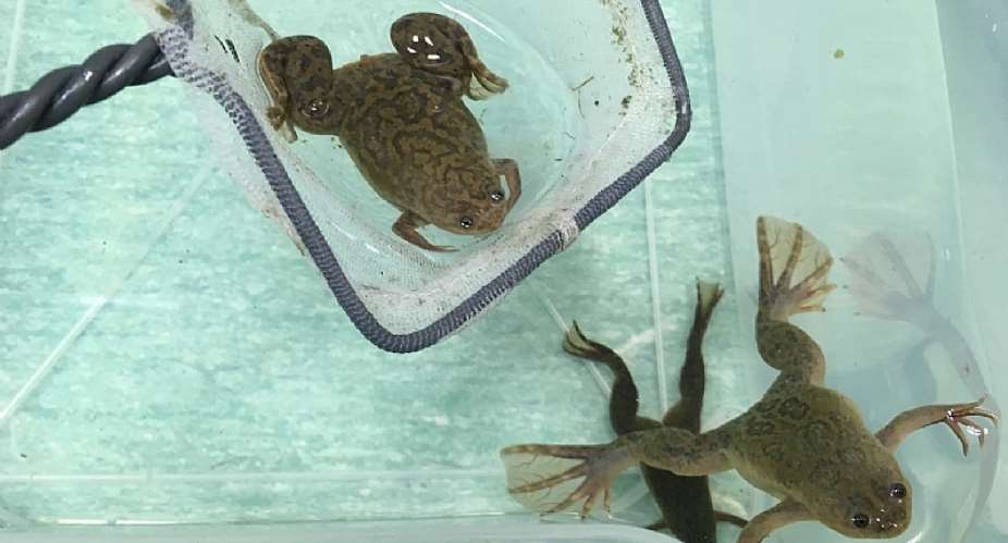 African clawed frogs are very easy to keep in the lab.They were readily adopted by scientists as a model research animal. - Source: Author supplied