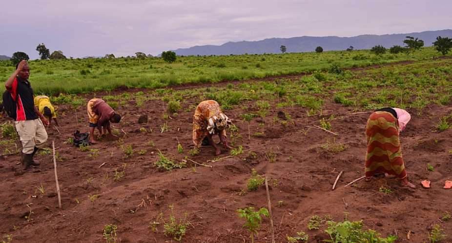 The Science Behind Ghana’s Fertile Soil: Why Agribusiness Is the Next Big Thing