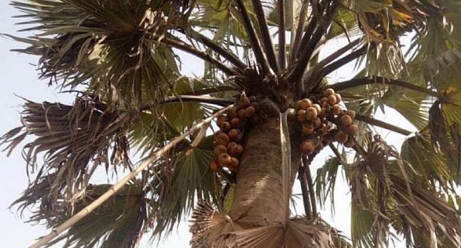 The Golden Fruits Of Agortime-Ziope