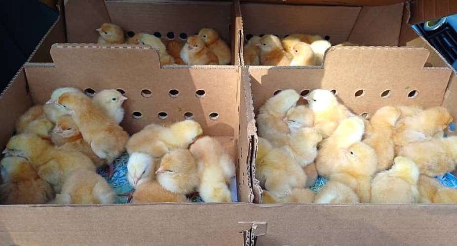 Revitalizing Ghanas Poultry Sector: The promise and potential of the ‘Nkok Nketenkete’ project
