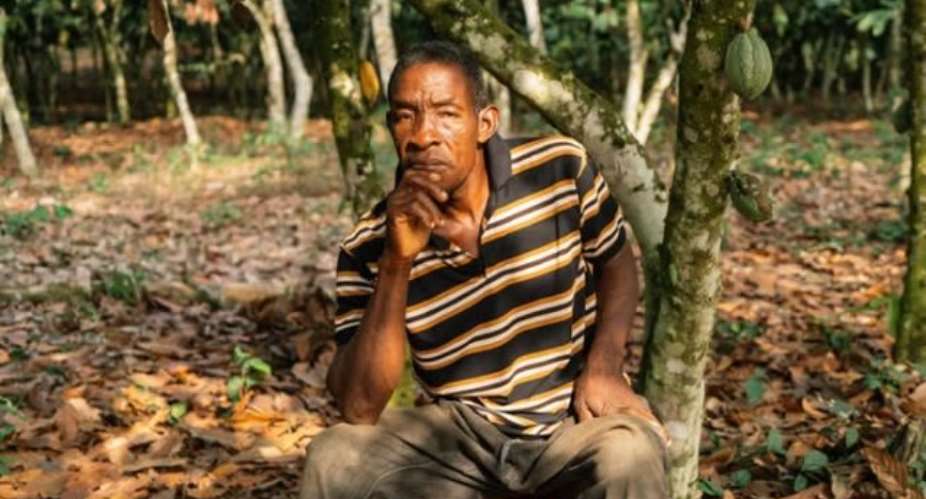 Cocoa Farmers Under Threat Due To Illegal Gold Mining