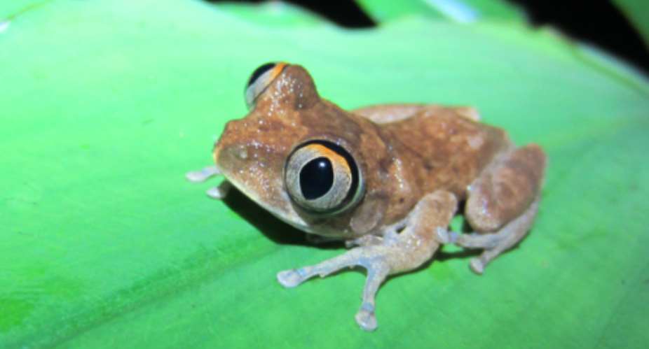 Meet Ghanas Beloved Lady: The Night Spirit Frog