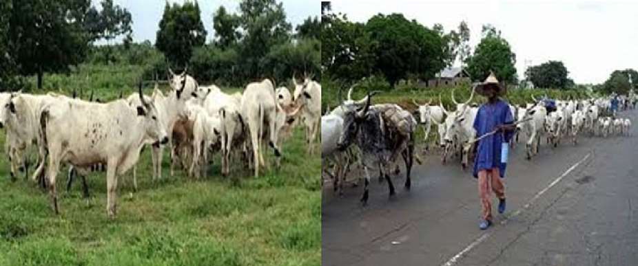 Challenging the single  narrative in Nigerias beef industry