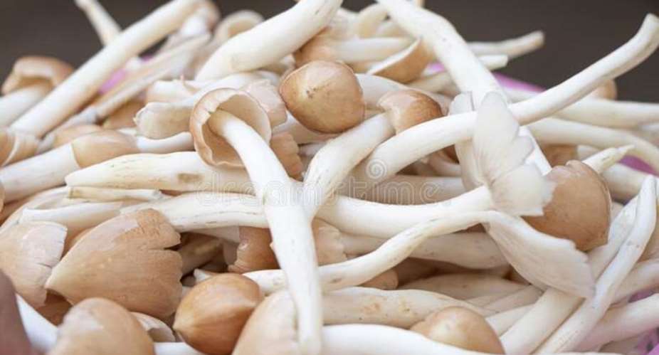 Eating Mushroom Can Lower Risk Of Breast Cancer