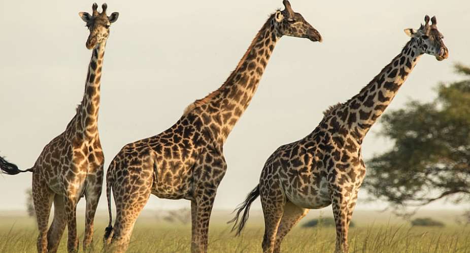 Masai giraffes in northern Tanzania. - Source: Sonja Metzger