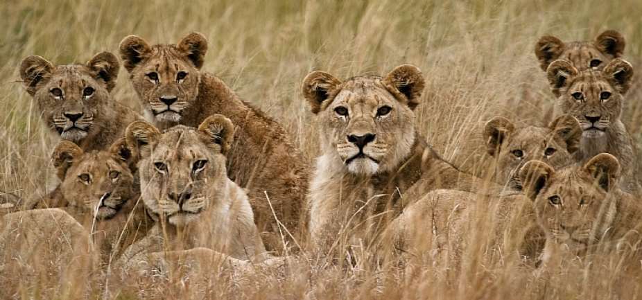In some African countries, lion trophy hunting is legal. - Source: Riaan van den Berg