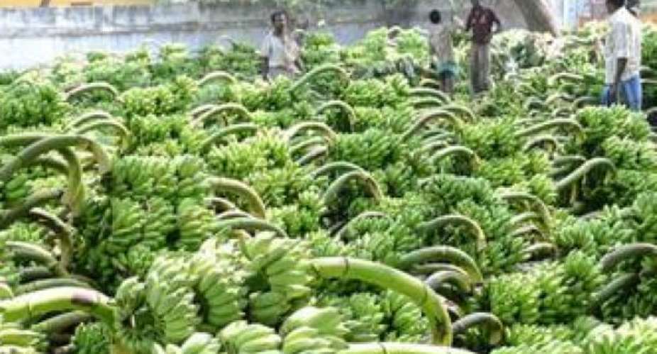 Ghana to export banana, tuna, cocoa to UK under a tariff-free agreement