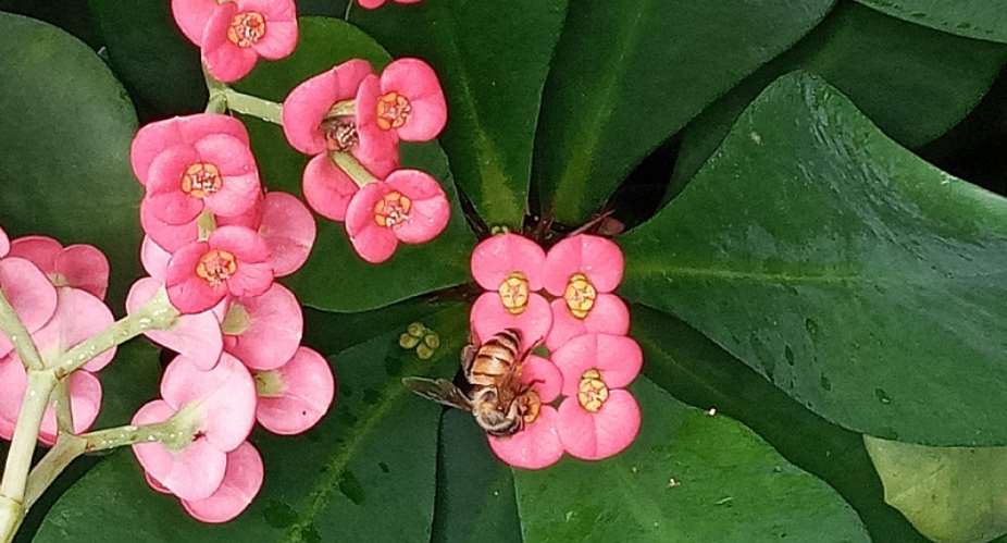 Protecting Our Biodiversity is Crucial: Let Us Be More Committed