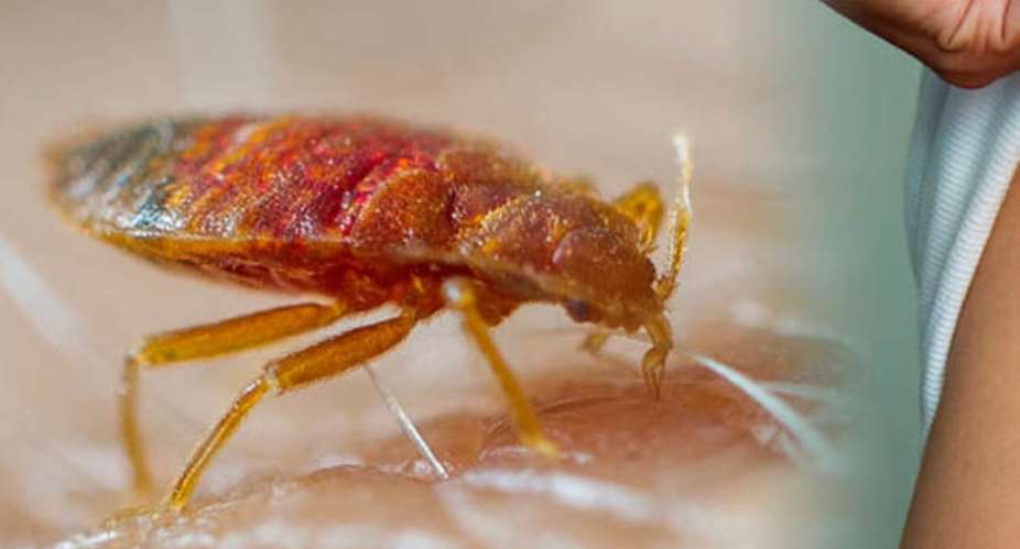 Authorities Say 'No Bedbugs' At Effia-Nkwanta Hospital