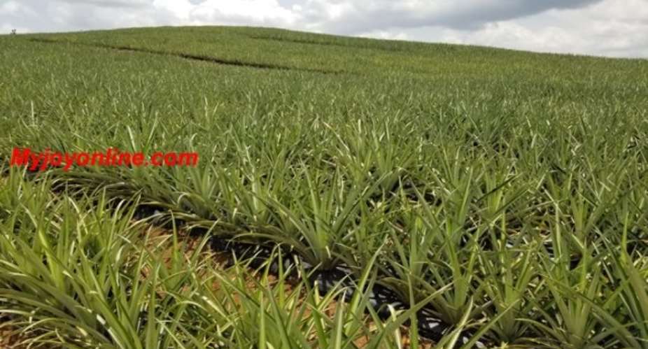 650 Acres Of Pineapple Cultivated For Ekumfi Juice Factory