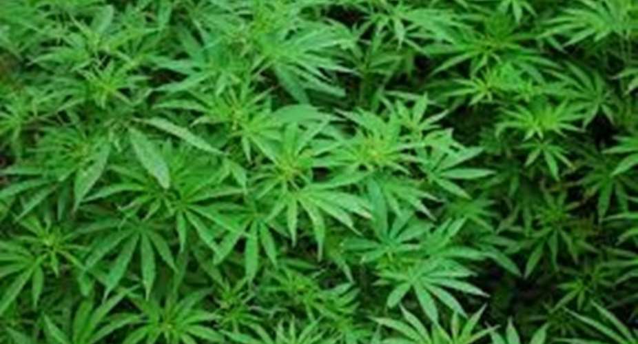 British national grabbed at KIA for smuggling cannabis