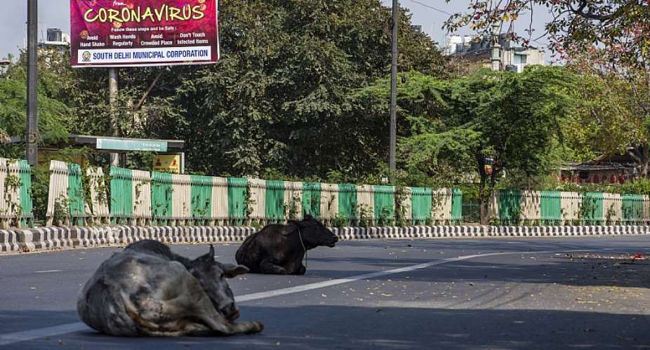 Stray cows rest on a New Delhi street during a one-day civil curfew to combat coronavirus. Cattle may have been central to a coronavirus outbreak in 1890. - Source: Yawar NazirGetty Images