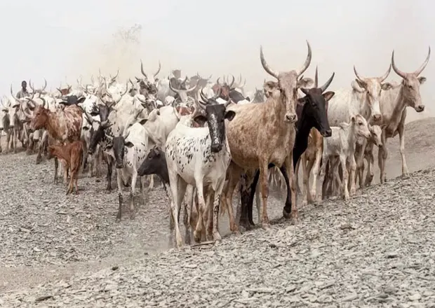 Transhumance cattle on mobility